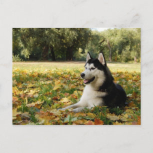 siberian husky vykort