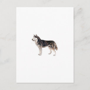 siberian husky vykort