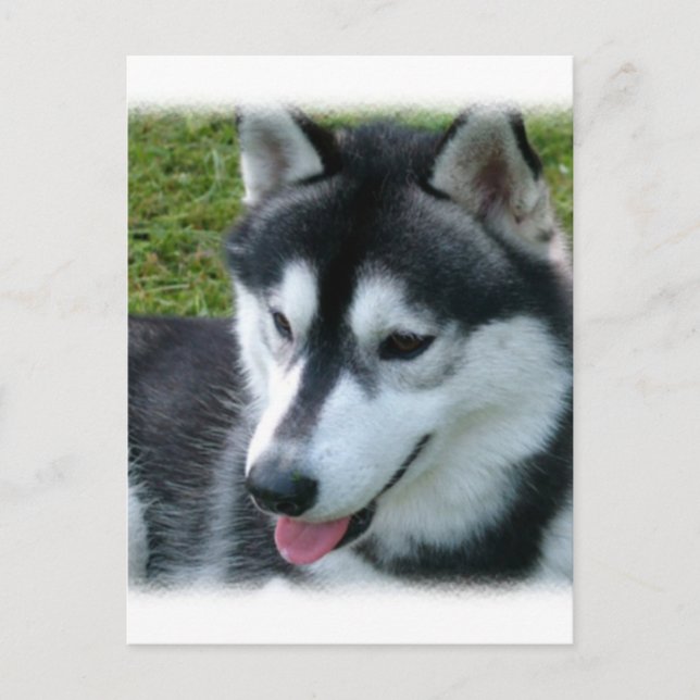 siberian husky vykort (Framsida)