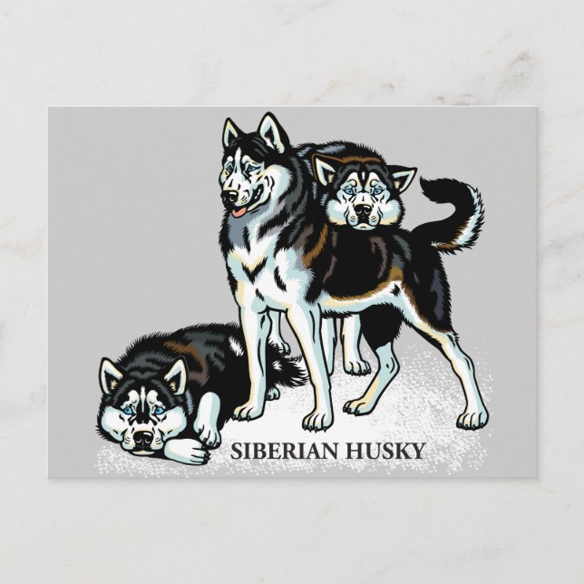 siberian husky vykort (Framsida)
