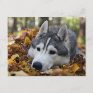 siberian husky vykort