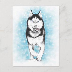 siberian husky vykort