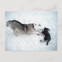 Siberian husky