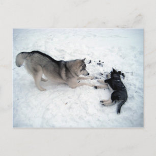 Siberian husky vykort