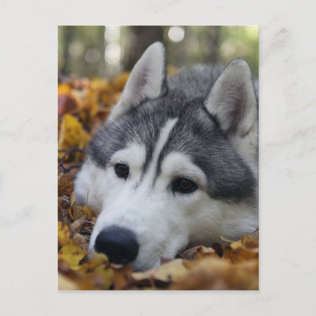 siberian husky vykort (Framsida)