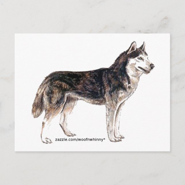 Siberian husky! vykort (Framsida)