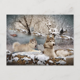 Siberian husky Winter Wonderland Vykort