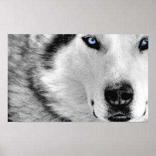 Siberian huskyaffisch poster