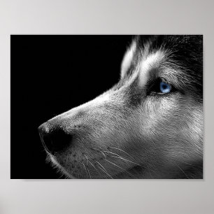Siberian huskyansikte poster