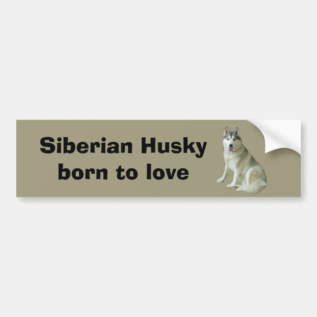 Siberian huskybildekal bildekal (Framsidan)