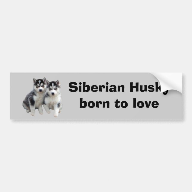 Siberian huskybildekal bildekal (Framsidan)