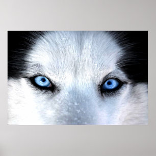 Siberian huskyblåttögon poster
