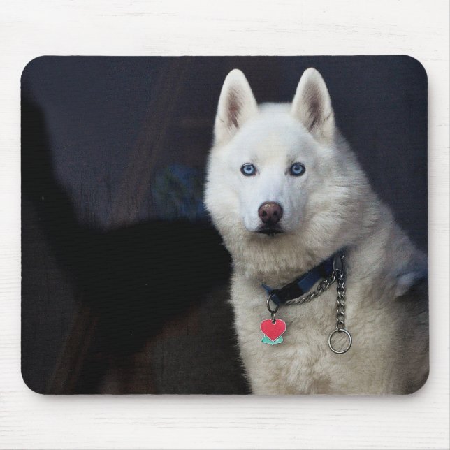 Siberian huskyfoto musmatta (Framsidan)