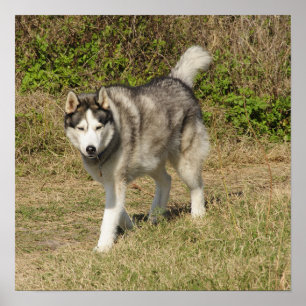 Siberian huskyhund poster
