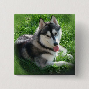 Siberian huskyhunden kvadrerar klämmer fast knapp