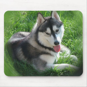 Siberian huskyhundmusen vadderar musmatta