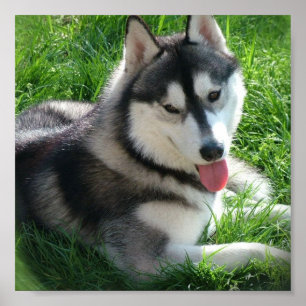 Siberian huskyhundtryck poster