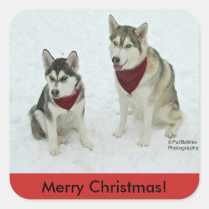 Siberian huskyjulklistermärke fyrkantigt klistermärke