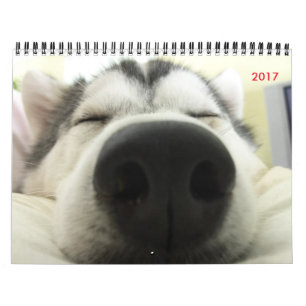 Siberian huskykalender kalender