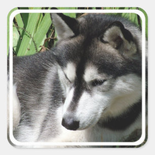 Siberian huskyklistermärkear fyrkantigt klistermärke
