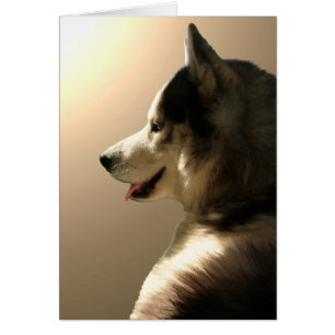 Siberian huskykort/alaskabo Malamutekort Hälsningskort