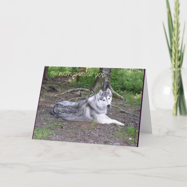 SIBERIAN HUSKYKORT KORT (Framsida)
