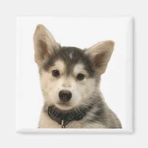 Siberian huskymagnet magnet