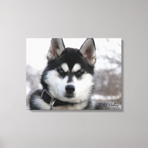 Siberian huskyvalp canvastryck