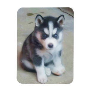 Siberian huskyvalp magnet
