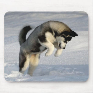 Siberian huskyvalp som leker i snow.en musmatta