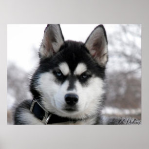 Siberian huskyvalpaffisch poster