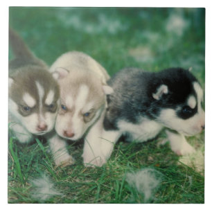 Siberian huskyvalpar belägger med tegel kakelplatta