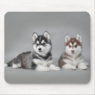 Siberian huskyvalpar musmatta
