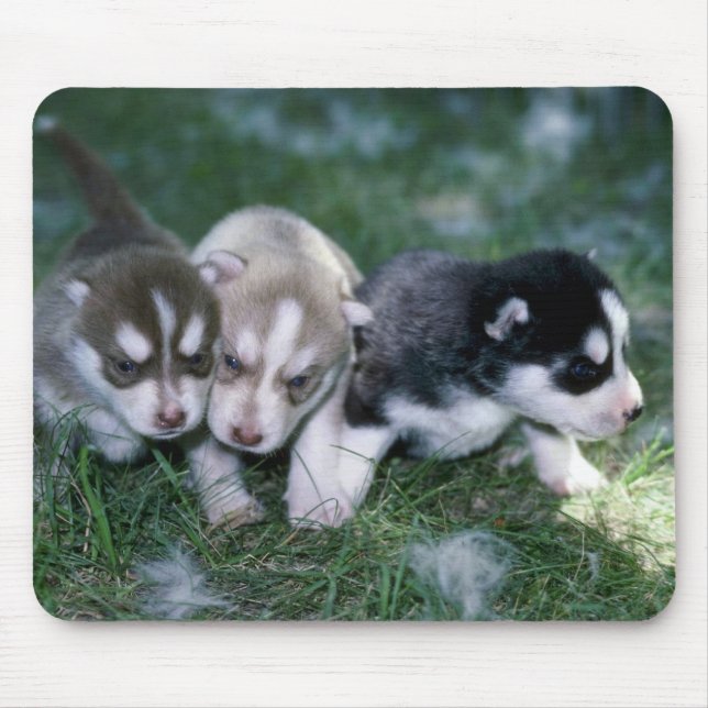 Siberian huskyvalper, 3 veckor musmatta (Framsidan)