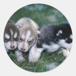 Siberian huskyvalper, 3 veckor runt klistermärke