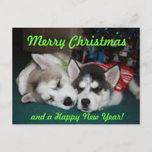 Siberian huskyvalpvykort helg vykort
