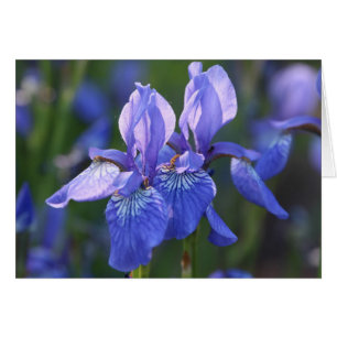 Siberian Iris Pair Hälsningskort