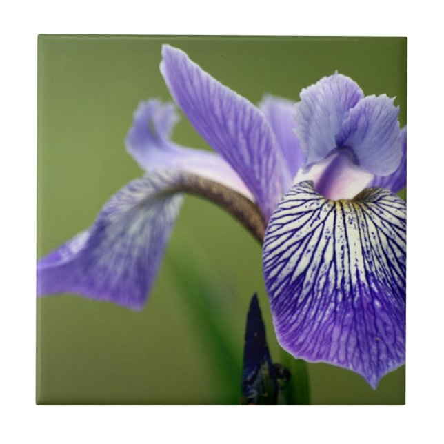 Siberian Iris Trivet Kakelplatta (Framsidan)