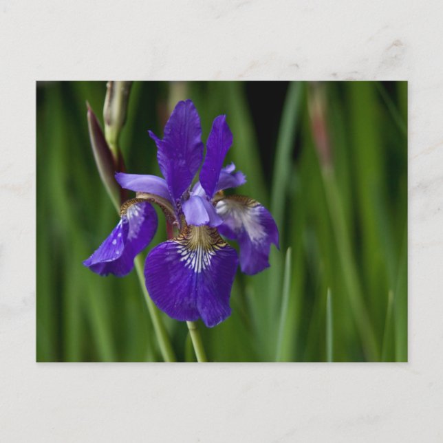 Siberian Iris vykort (Framsida)