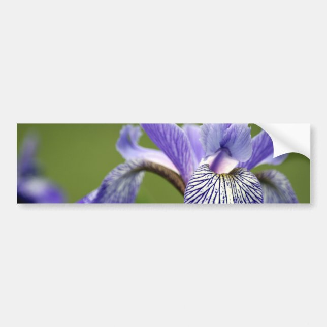 Siberian Irisbildekal Bildekal (Framsidan)