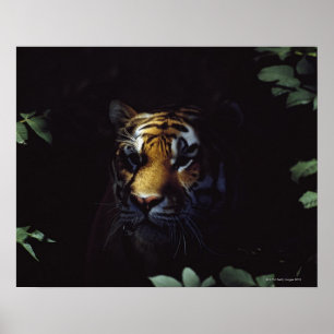 Siberian jämliken för tiger (pantheraen Tigris Poster