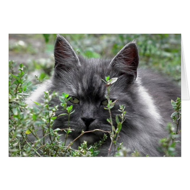 Siberian | Kat Porträtt Hälsningskort (Framsidan Horizontal)
