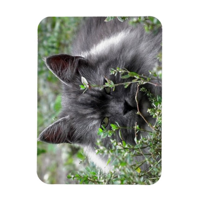 Siberian | Kat Porträtt Magnet (Vertikal)