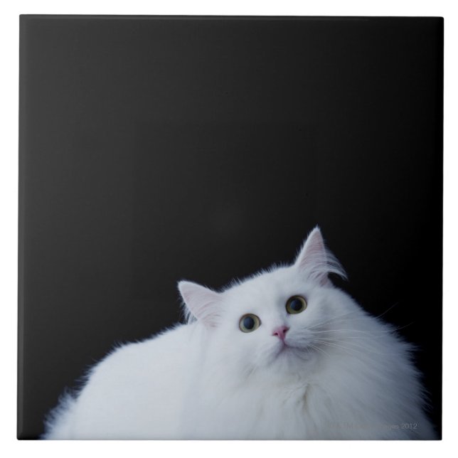 Siberian katt kakelplatta (Framsidan)