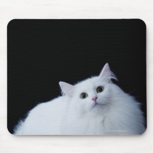 Siberian katt musmatta