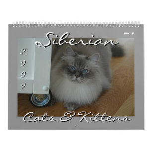 Siberian katt- och för kattungar 09 kalender