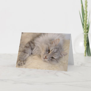 Siberian katthälsningkort kort