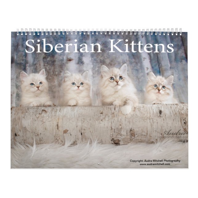 Siberian Kittens Calendar Kalender (Omslag)