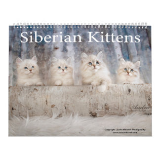 Siberian Kittens Calendar Kalender