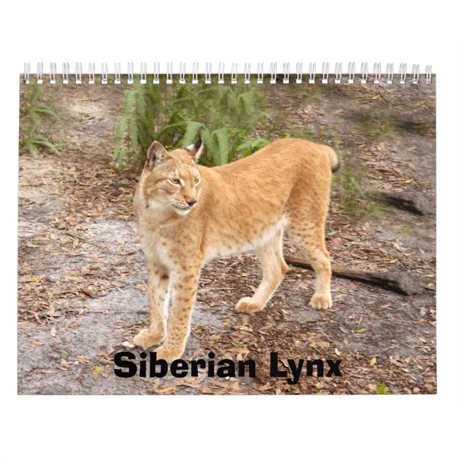 Siberian lodjurkalender, Siberian lodjur Kalender (Omslag)